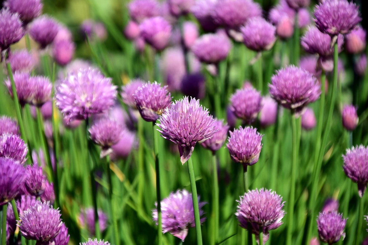 chives chives field spice free photo