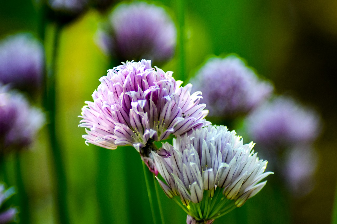 chives plant herbs free photo