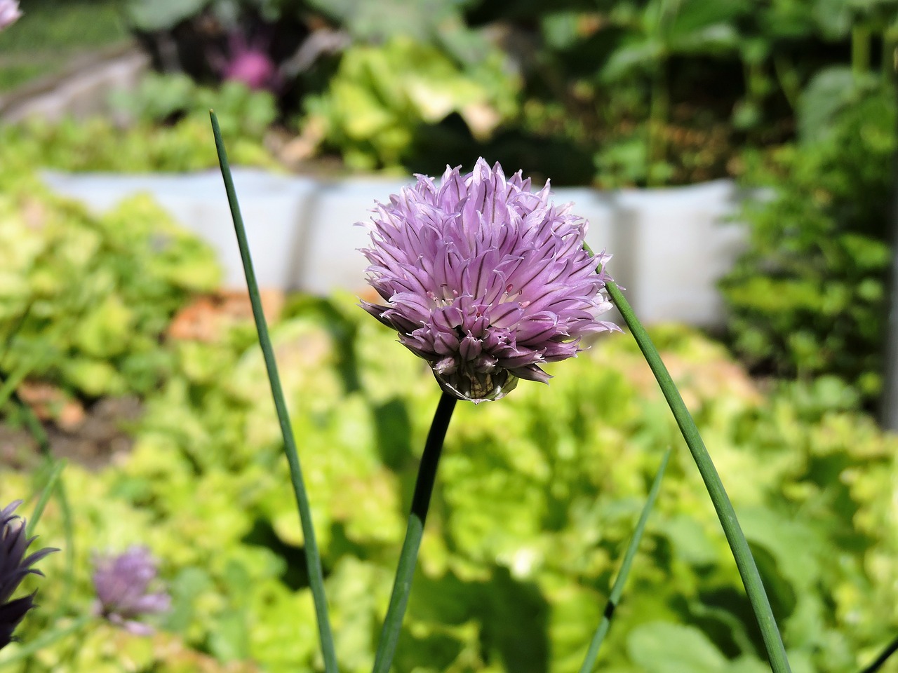 chives blossom bloom free photo