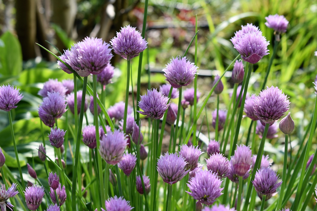 chives blossom bloom free photo