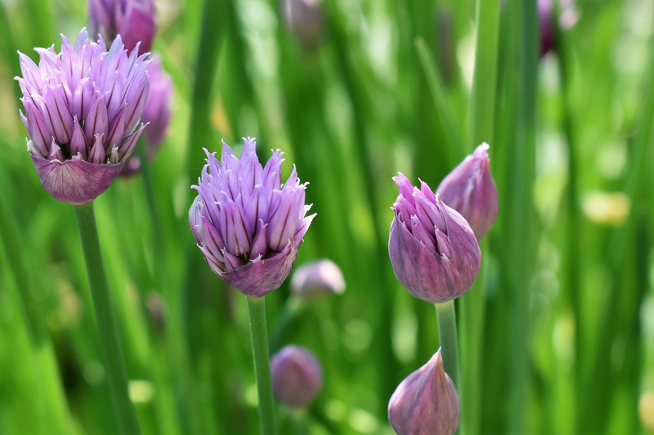 chives blossom bloom free photo