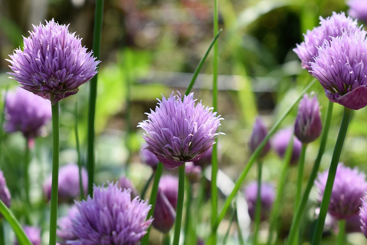 chives blossom bloom free photo