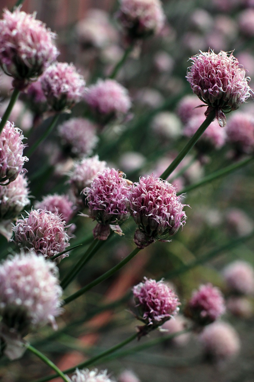 chives flourished withered free photo
