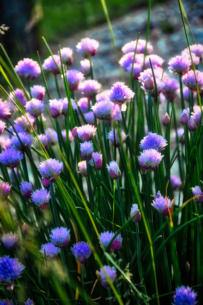 chives herb food free photo