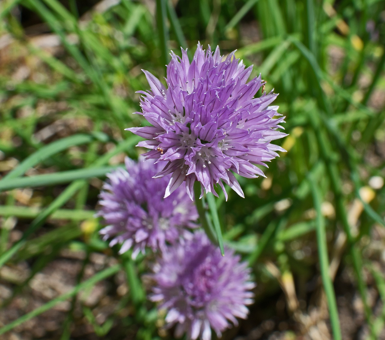 chives  herb  blossom free photo