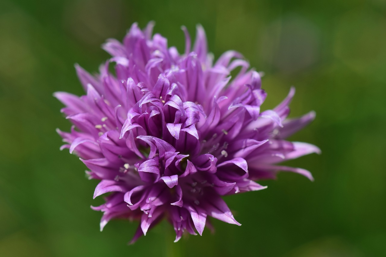 chives  flower  blossom free photo