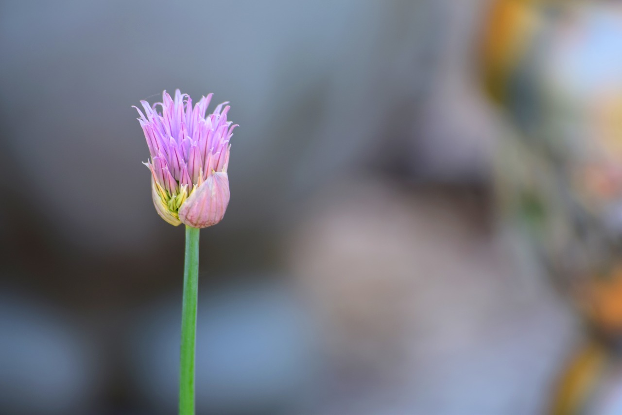 chives  chive flowers  leek free photo