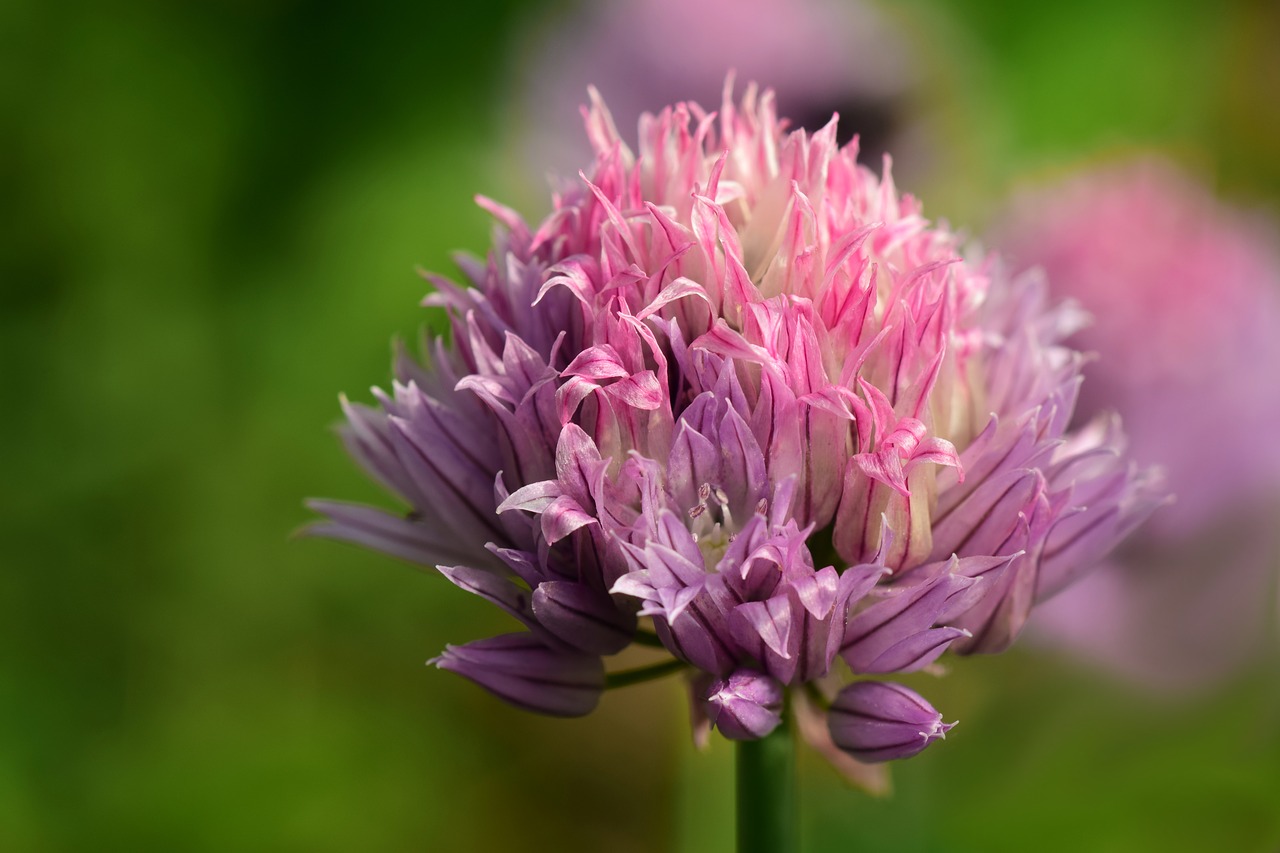 chives  chives blossom  close up free photo