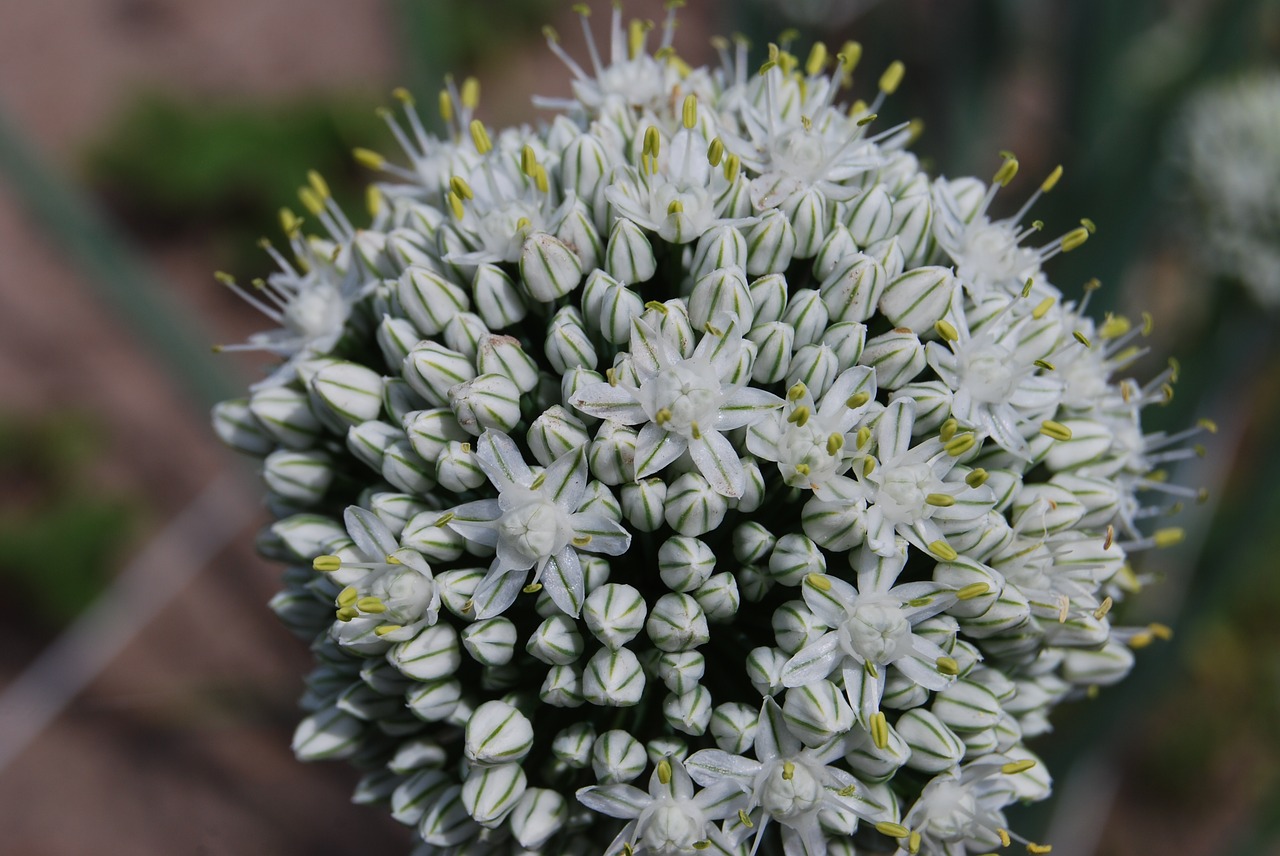chives  flower  blooms free photo