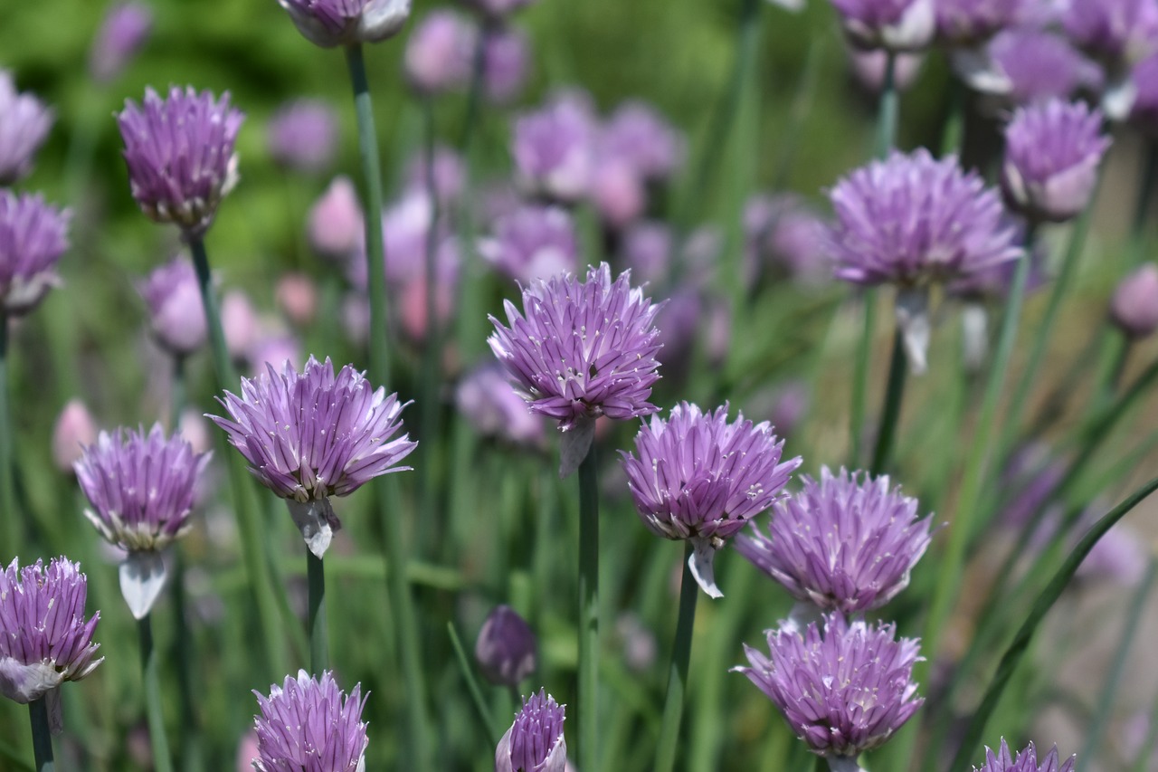 chives  flower  herbs free photo