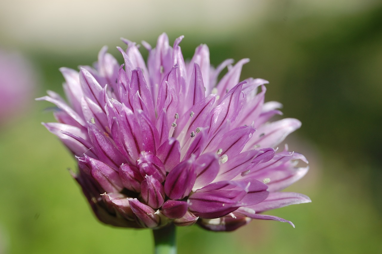 chives  close up  flower free photo