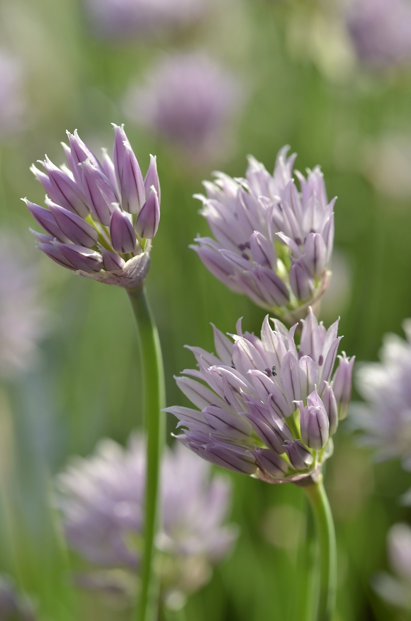 chives flowers violet free photo