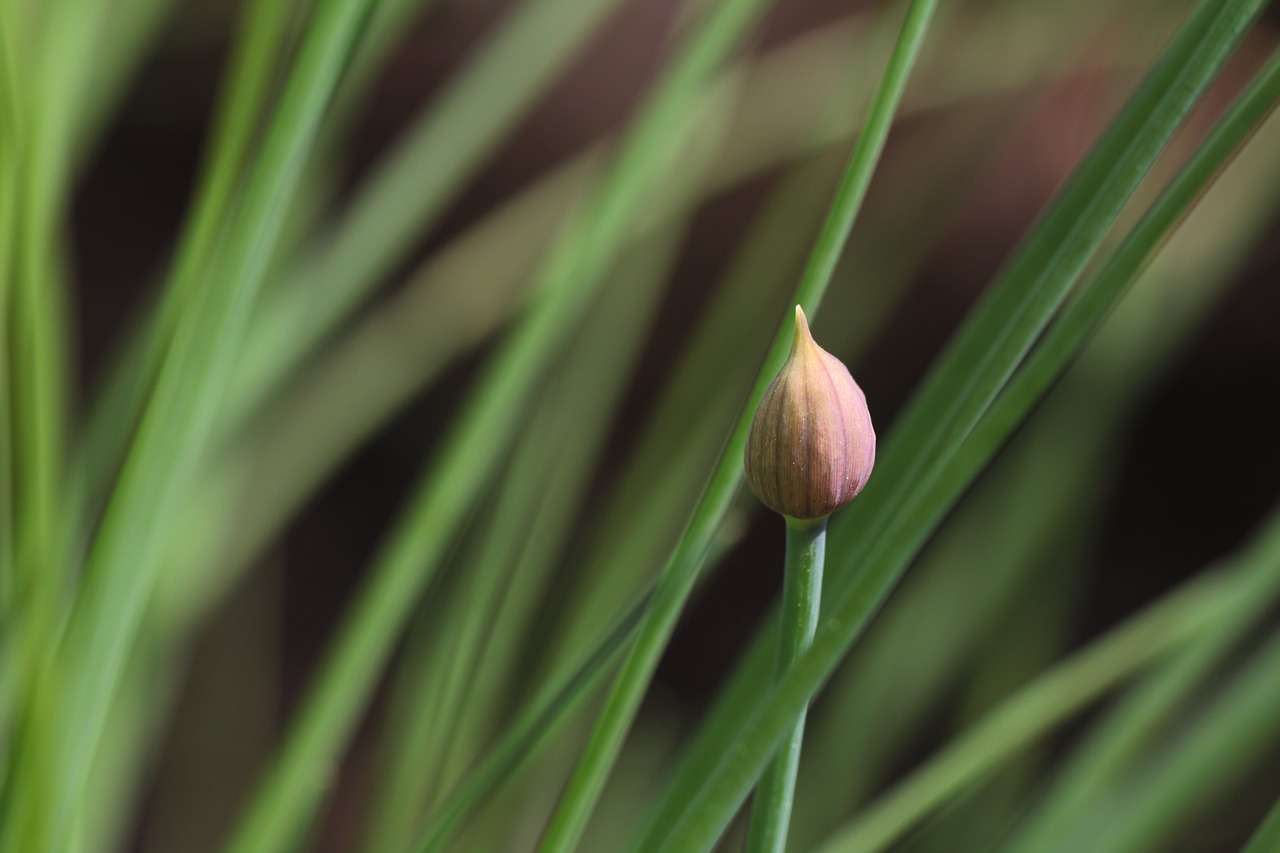 chives  culinary herbs  herbs free photo