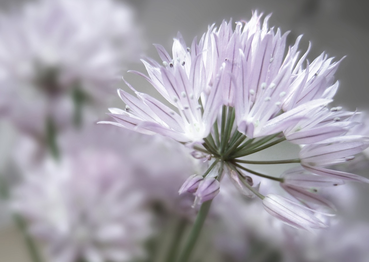 chives  blossom  bloom free photo