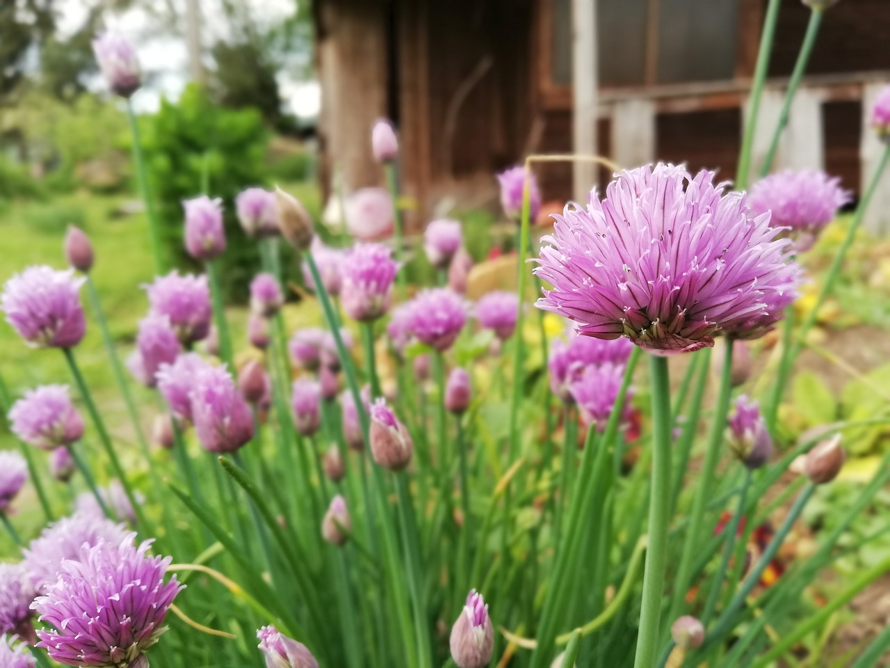 chives  garden  raised bed free photo