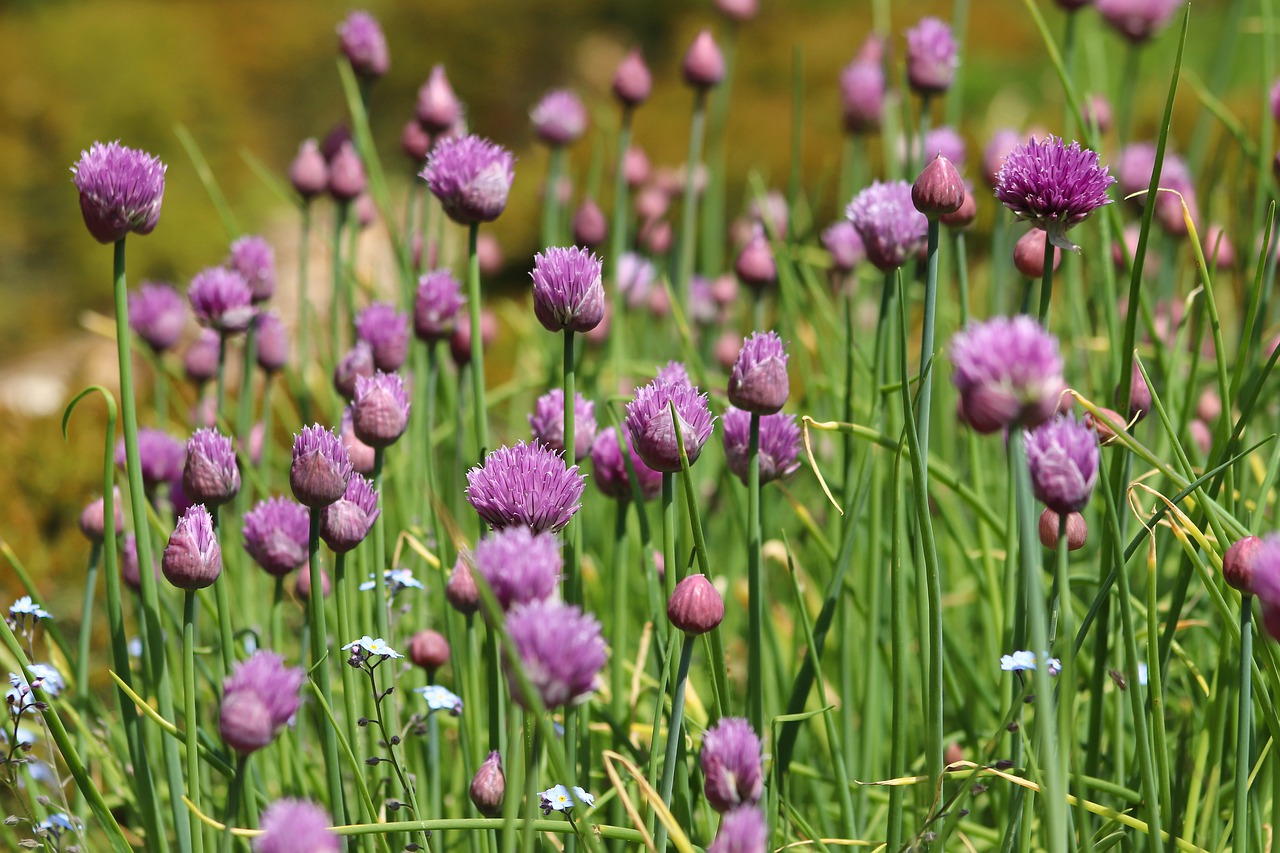 chives  chives blossom  flowers free photo