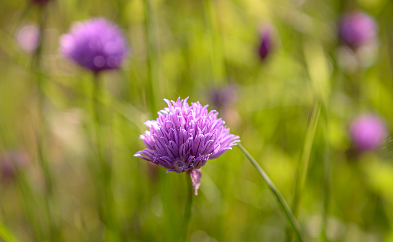 chives  inflorescence  herbs free photo