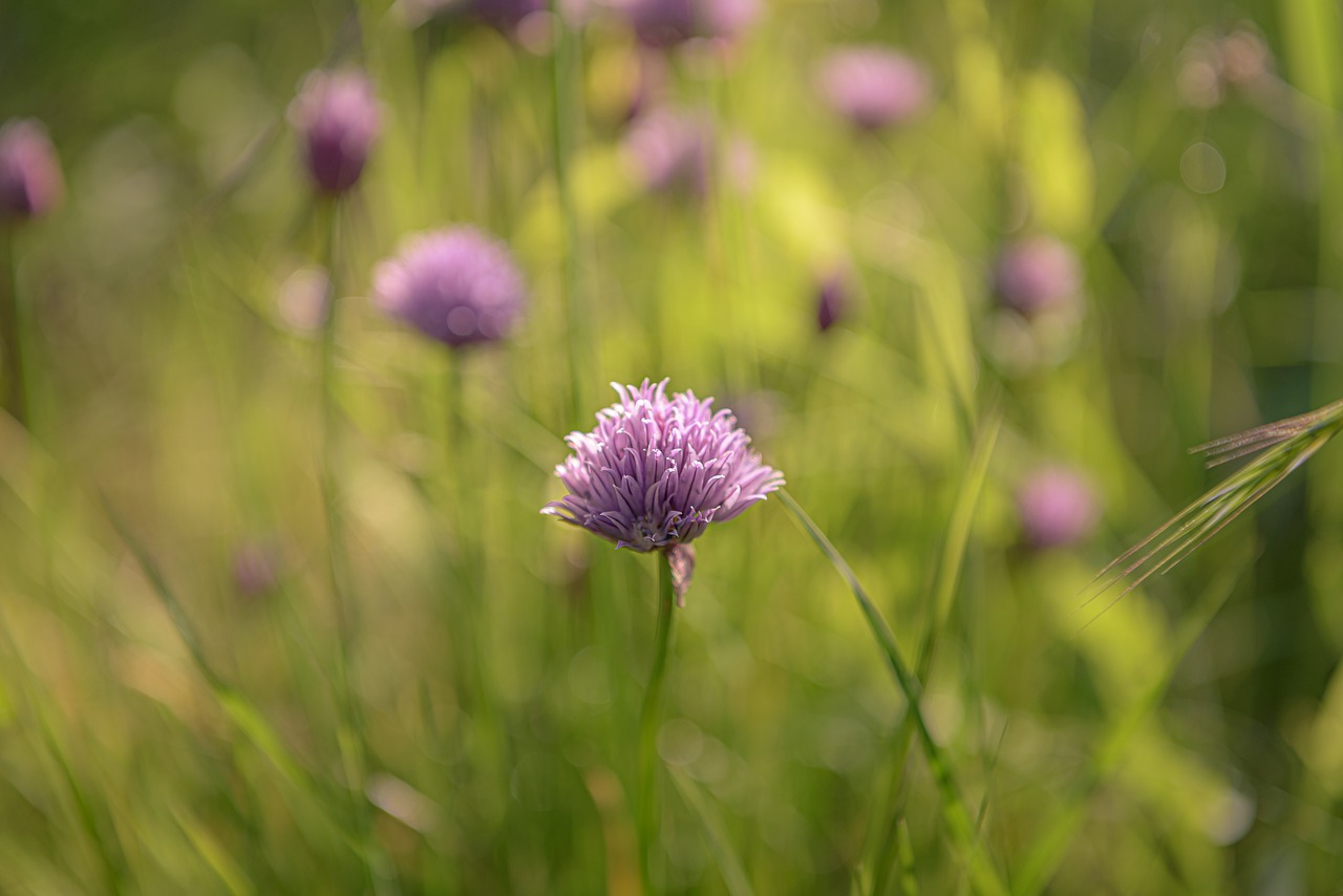 chives  inflorescence  herbs free photo