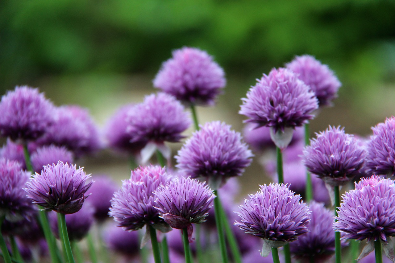 chives  garden  chive flower free photo