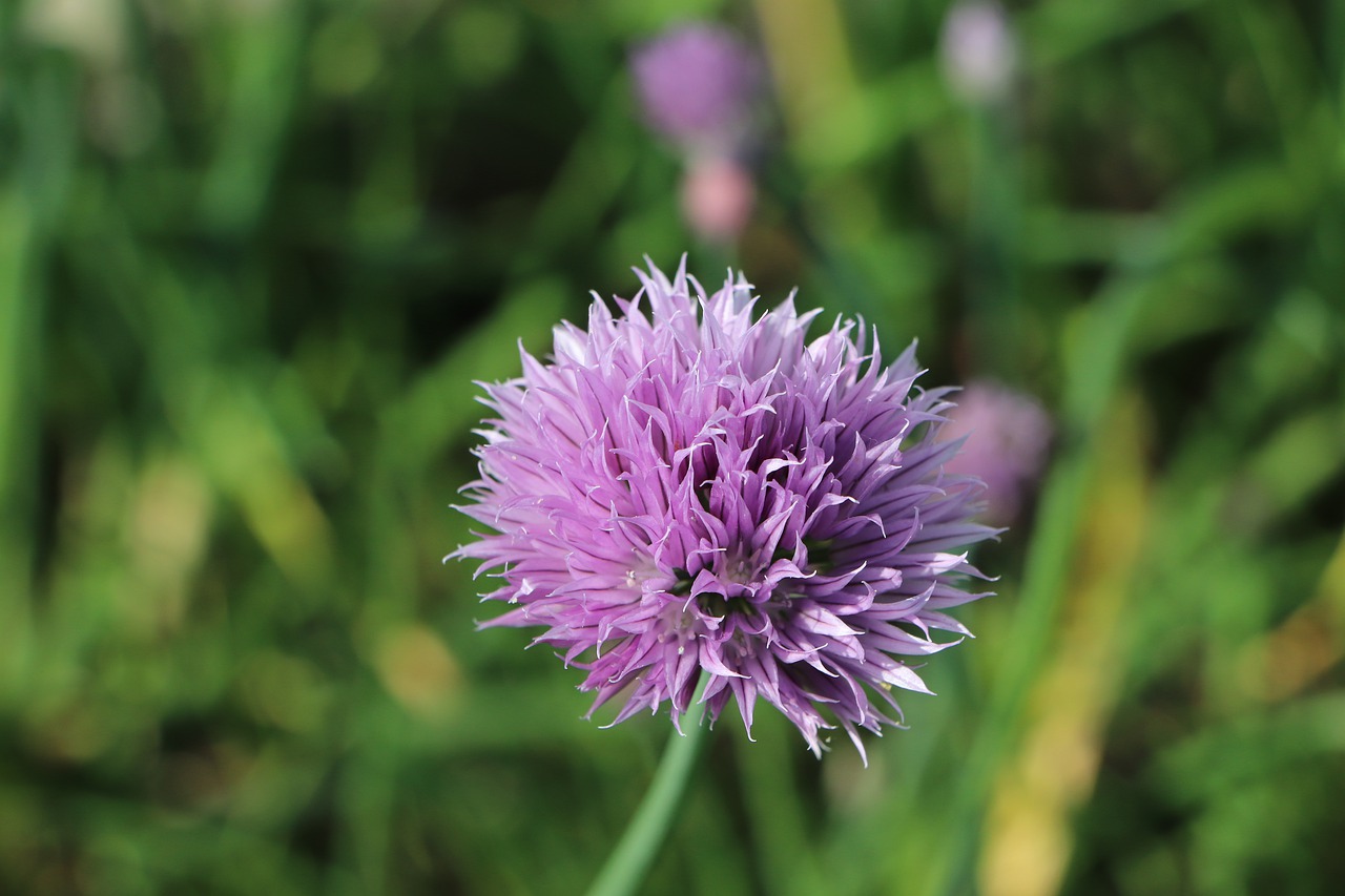 chives  flower  culinary herbs free photo