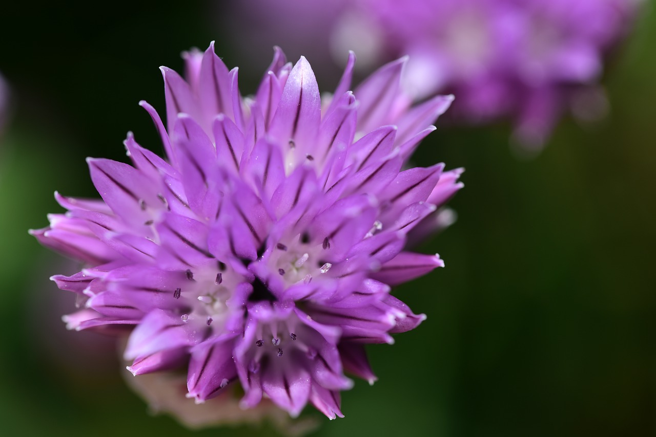 chives  blossom  bloom free photo