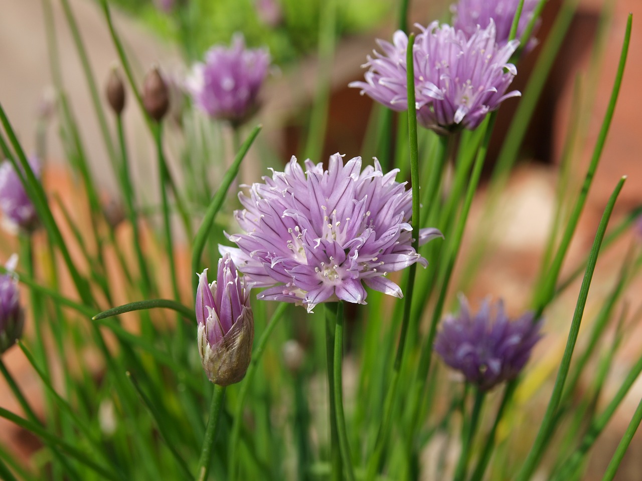 chives floral plants free photo