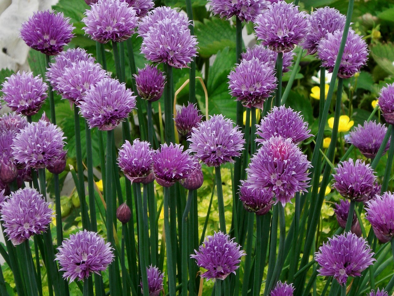 chives bloom purple free photo