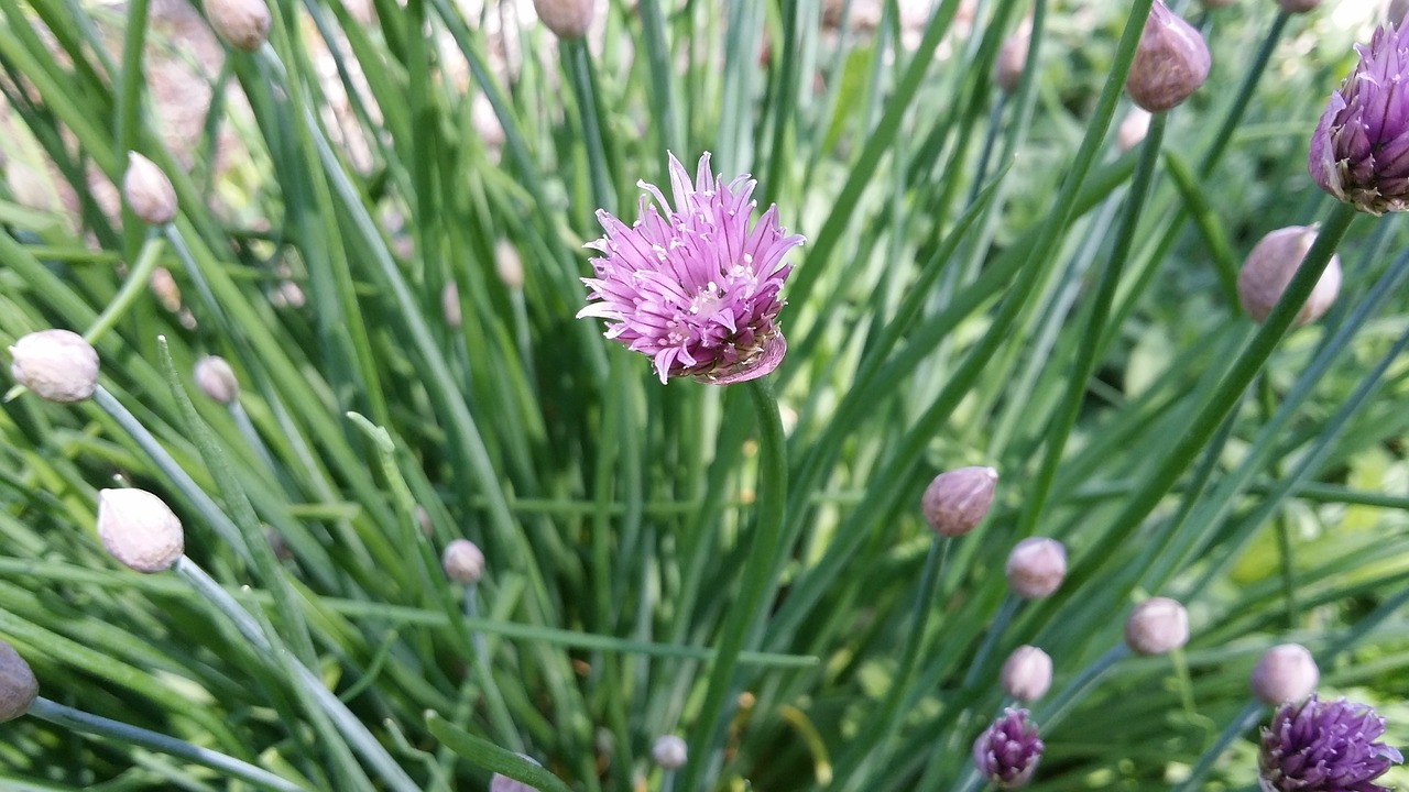 chives herb natural free photo
