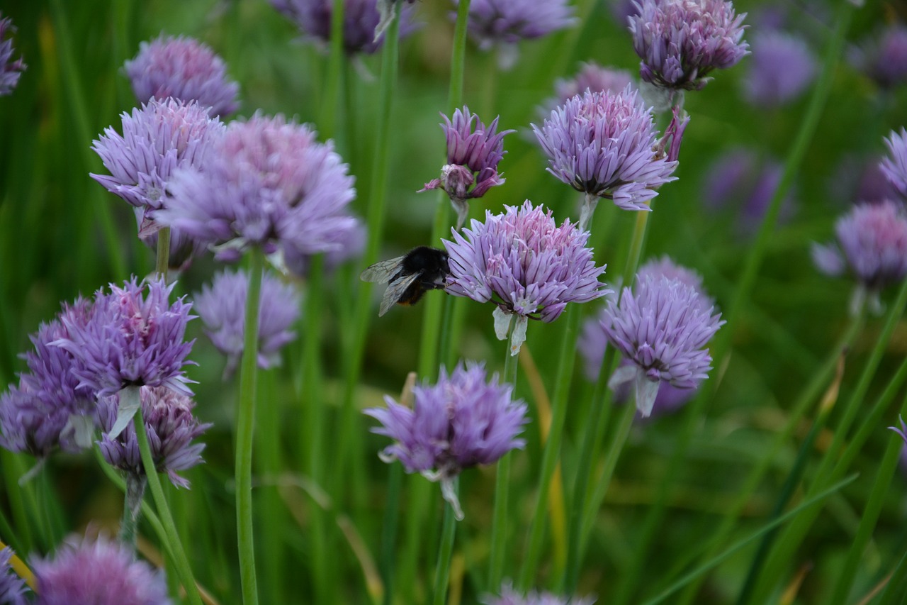 chives chives blossom food free photo