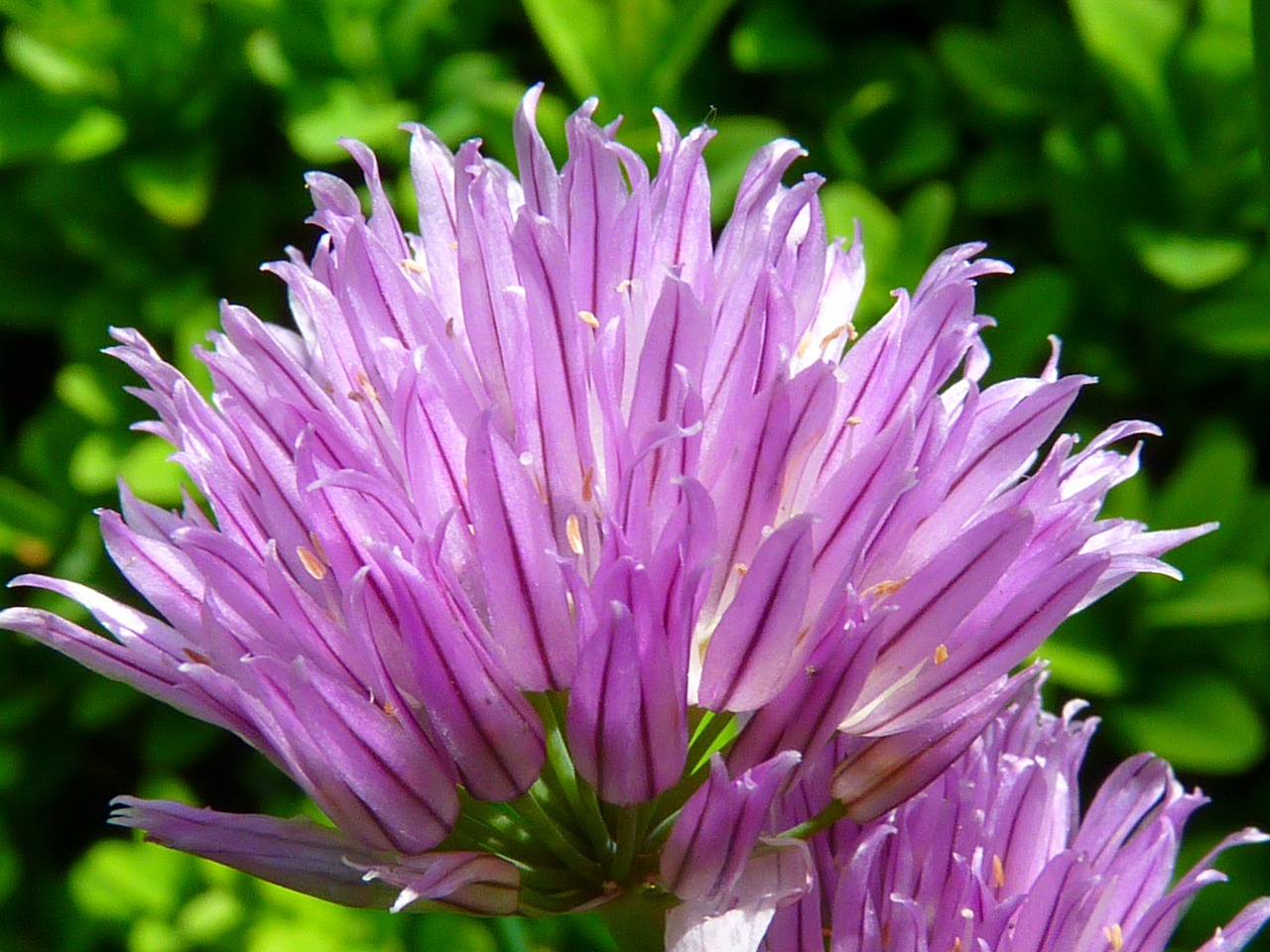 chives,blossom,bloom,herb limited,kitchen spice,purple,free pictures, free photos, free images, royalty free, free illustrations, public domain
