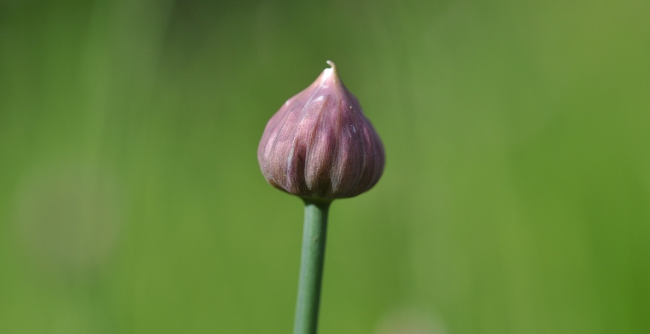 chives blossom bloom free photo
