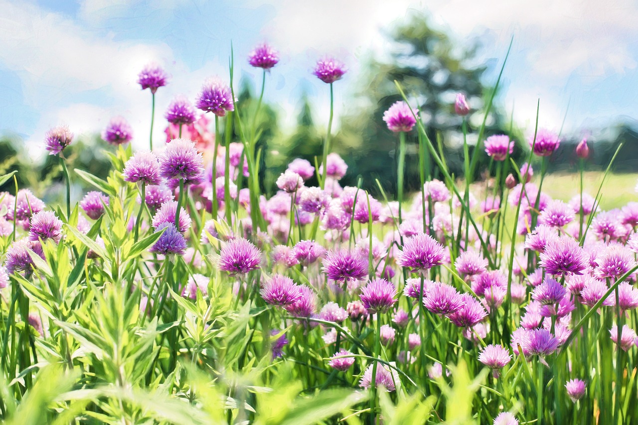 chives bloom purple free photo