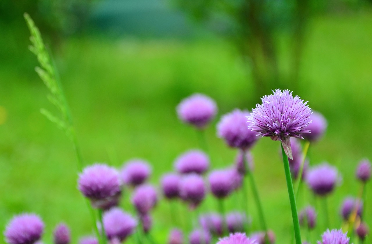 chives chive flowers herb garden free photo