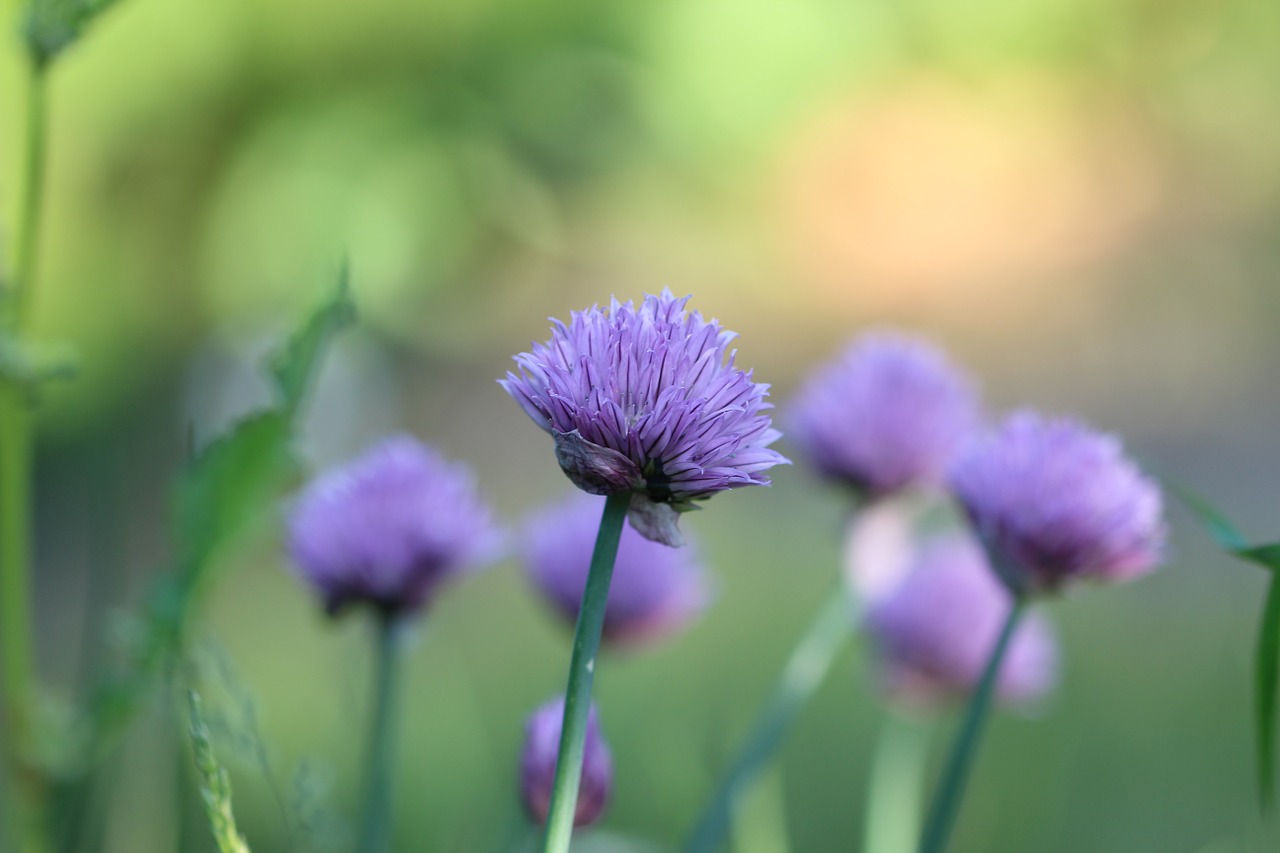 chives herb plant free photo