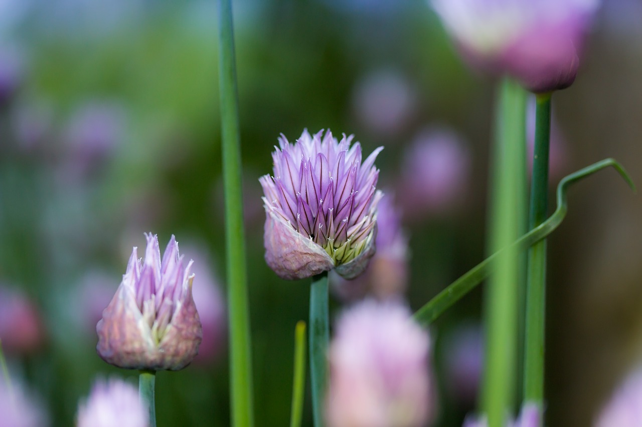 chives flower lökväxt free photo