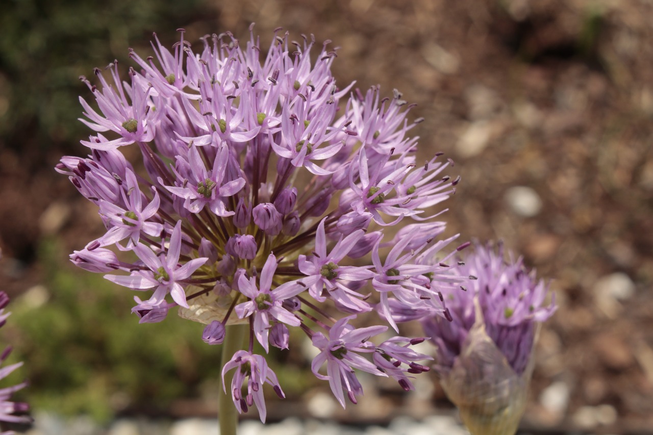 chives blossom flower chives free photo