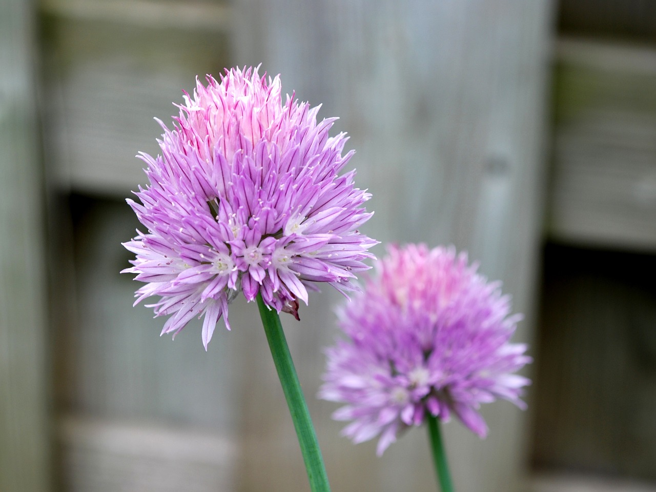 chives flowers floral bloom free photo