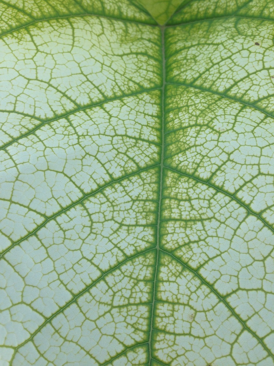 chlorophyll  vegetation  plant free photo