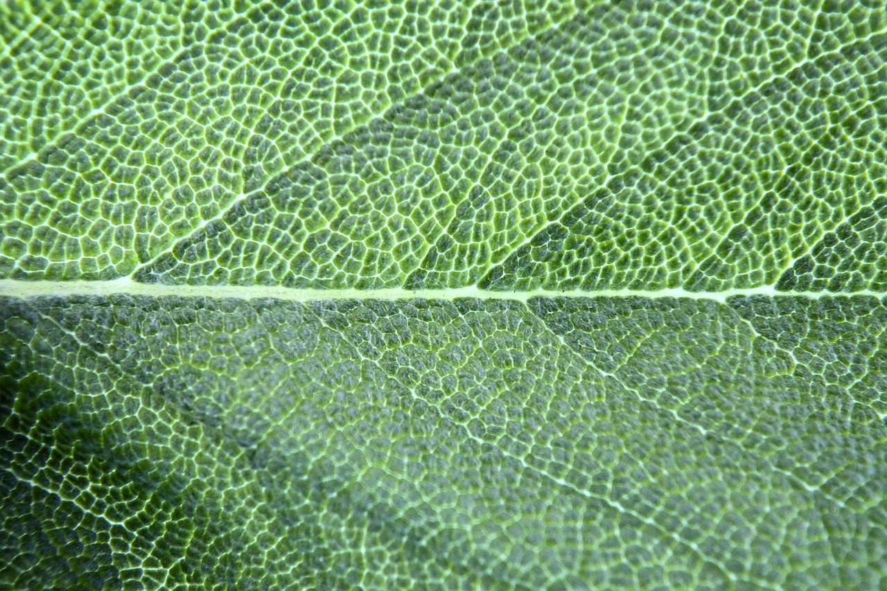 chlorophyll basil leaf free photo