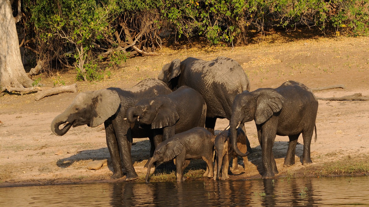 chobe elephant family africa free photo