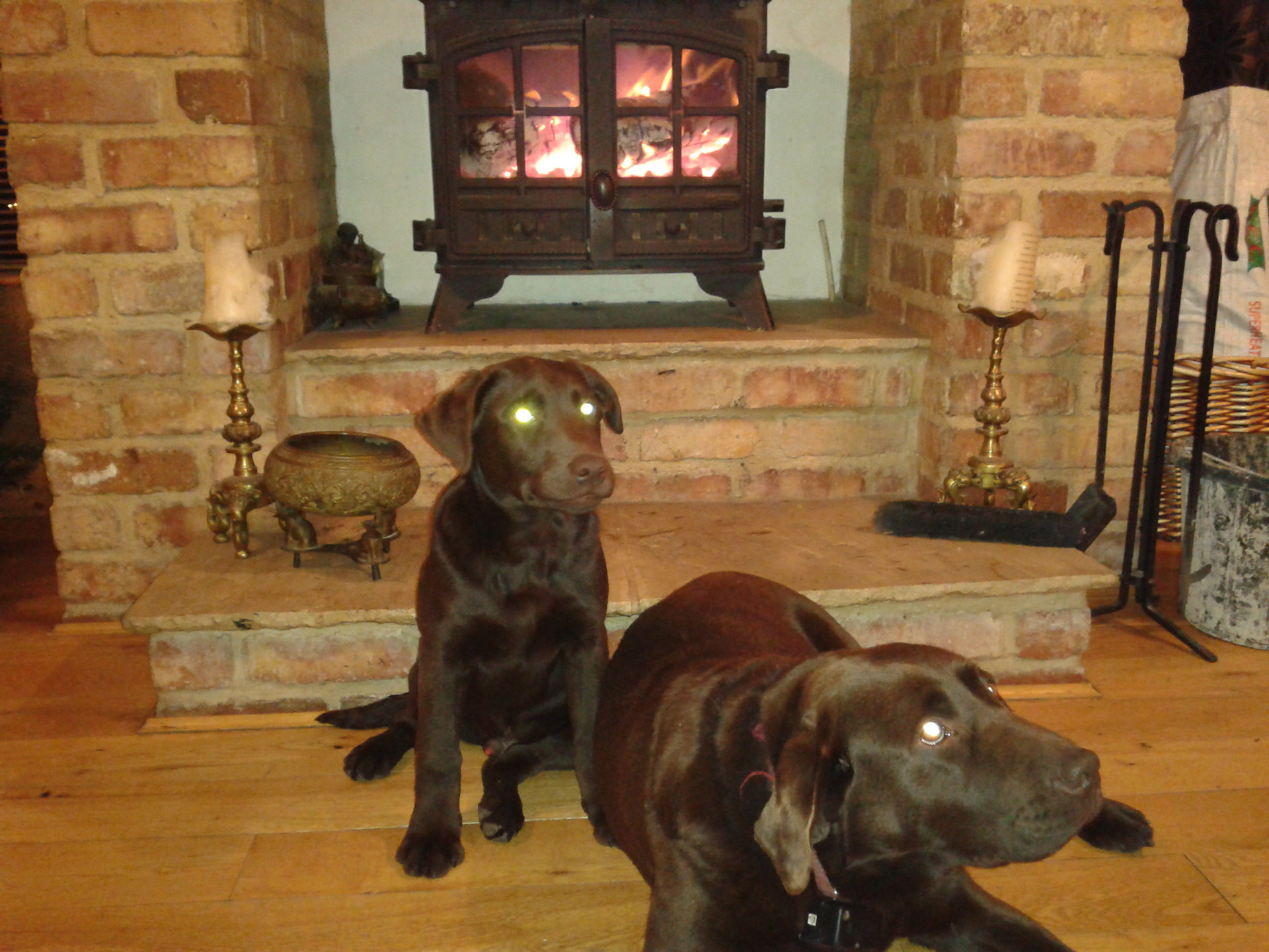 chocolate labradors pets pet free photo