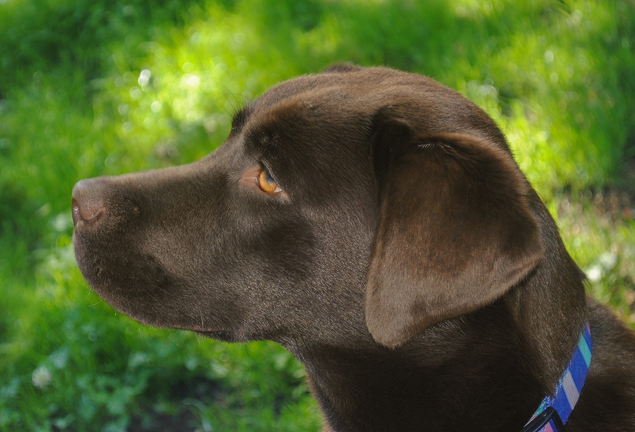 chocolate labrador dog free photo