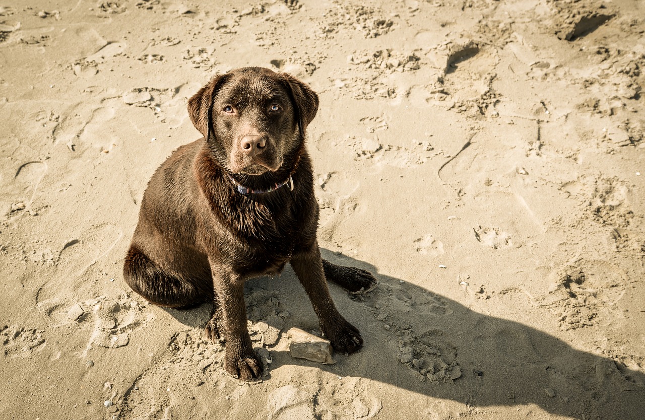 chocolate labrador dog free photo