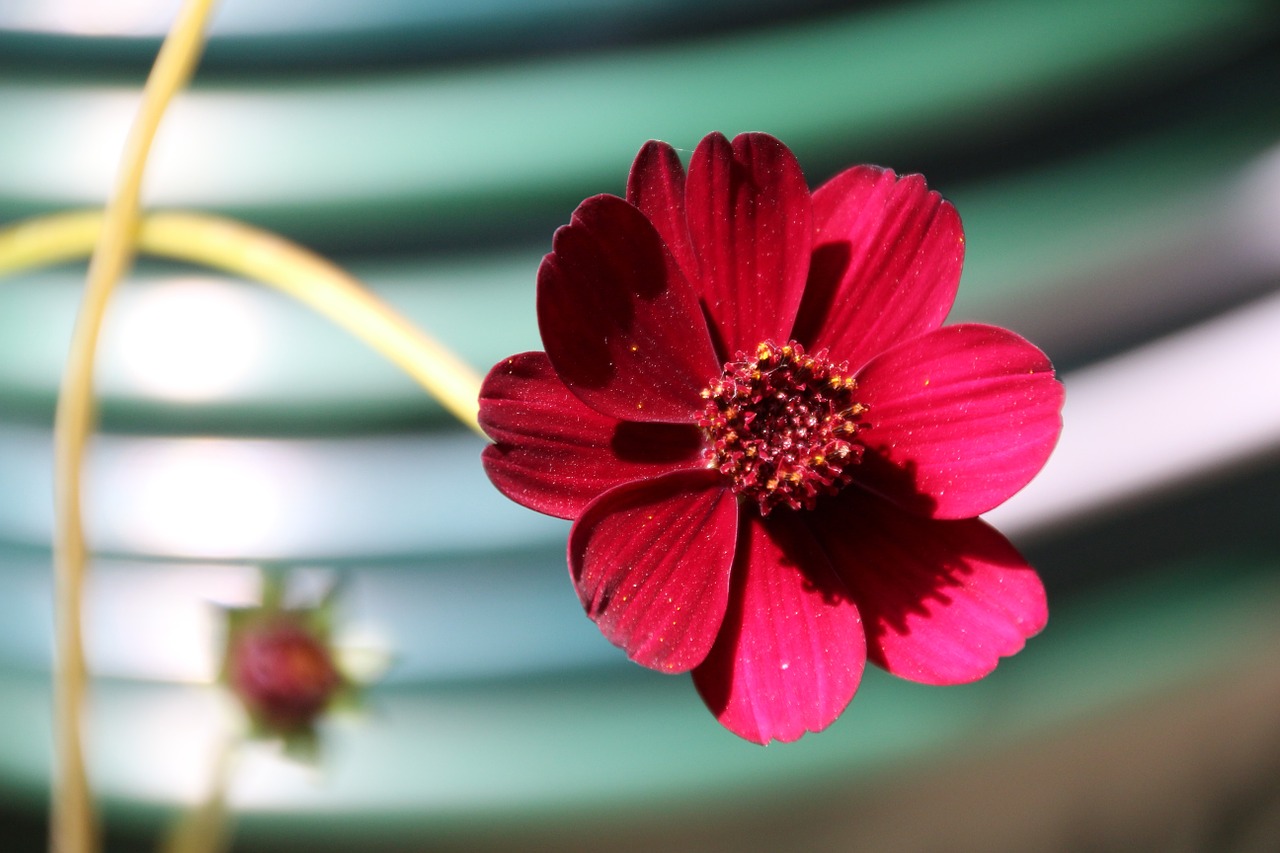 chocolate flower blossom bloom free photo