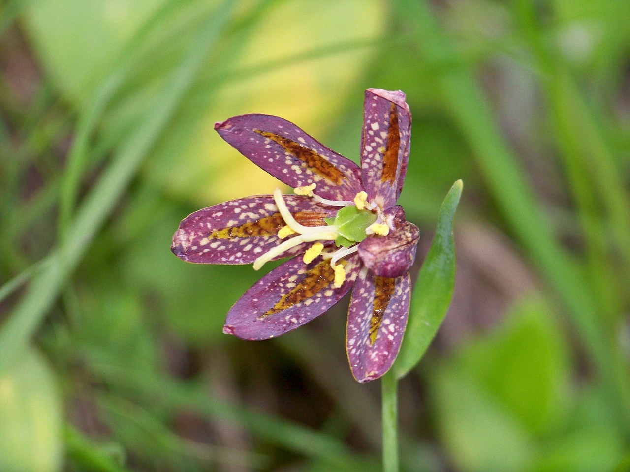 chocolate flower nature flower free photo