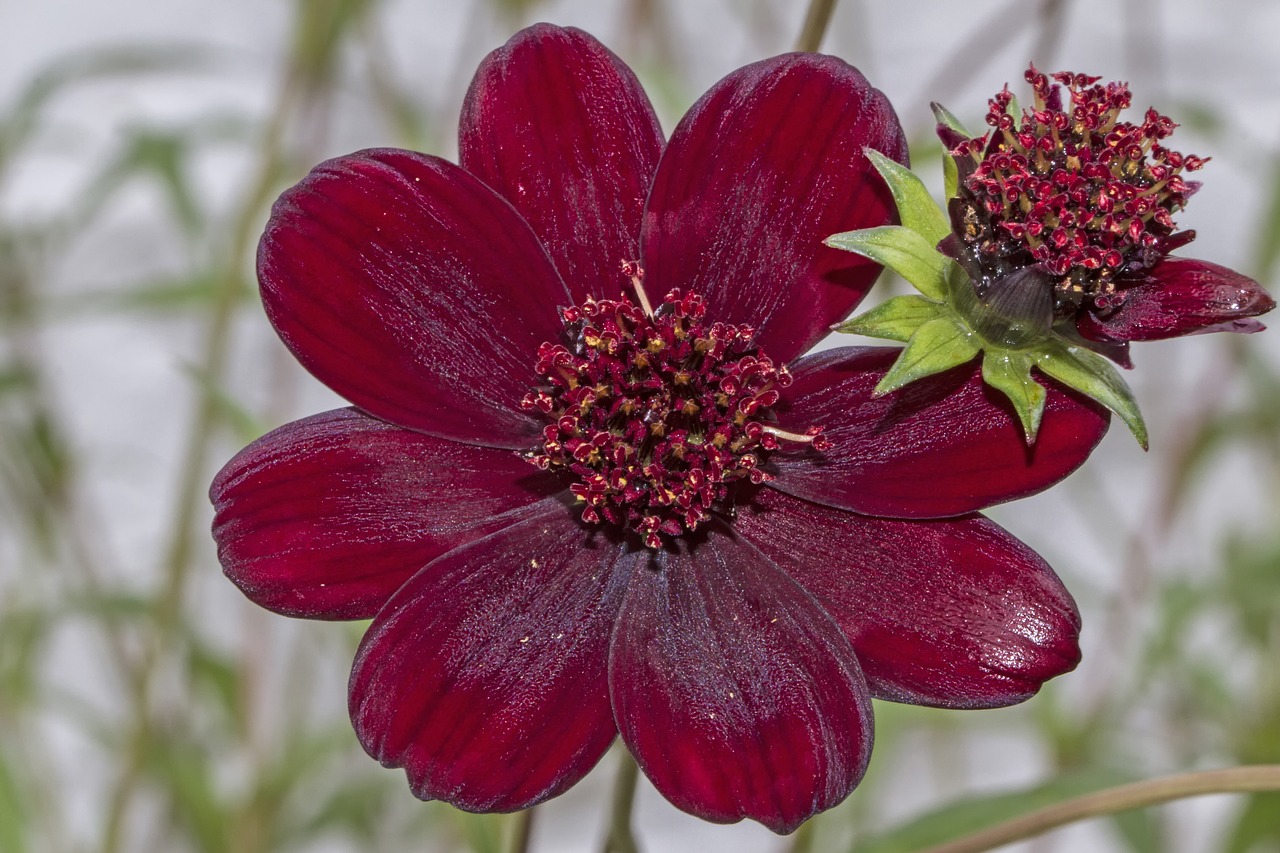 chocolate kosmee chocolate flower flower free photo