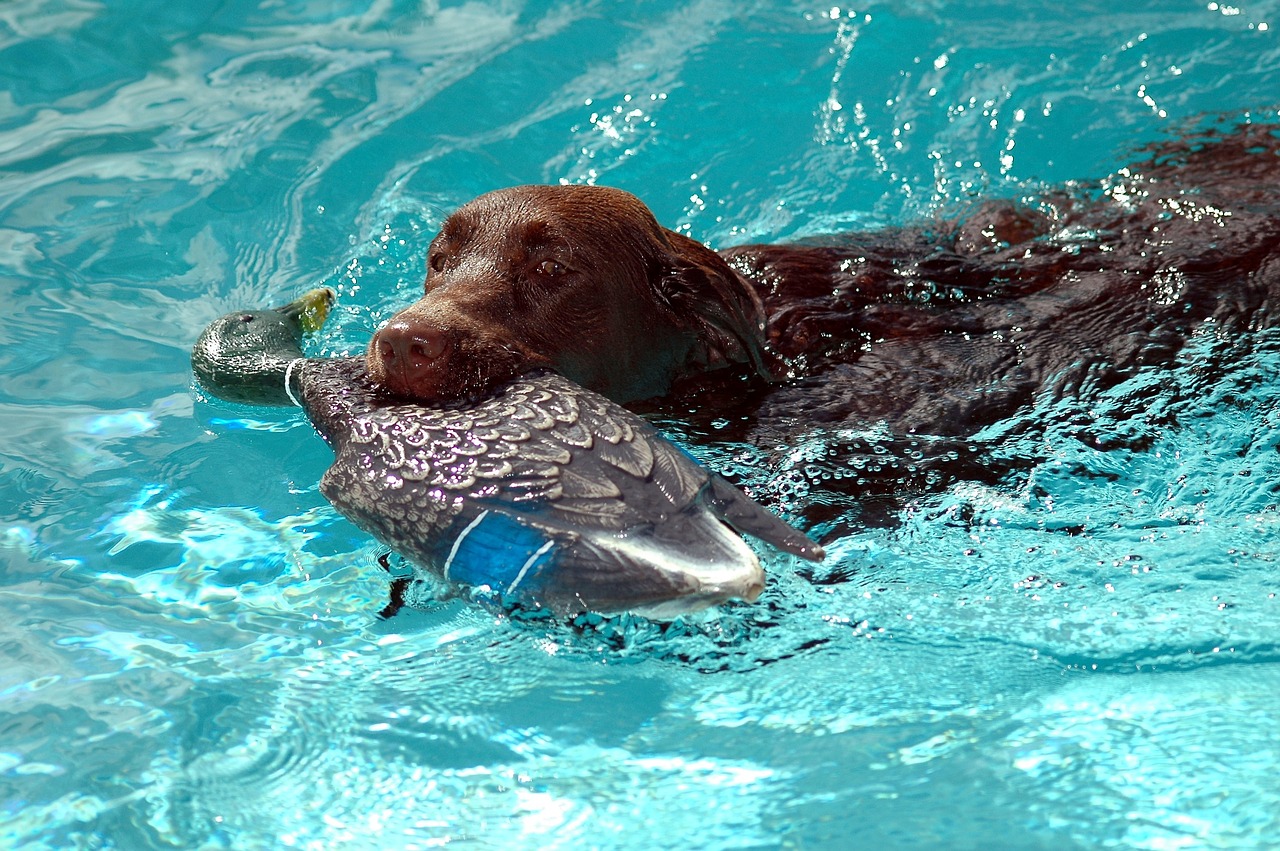 chocolate lab brown labrador free photo