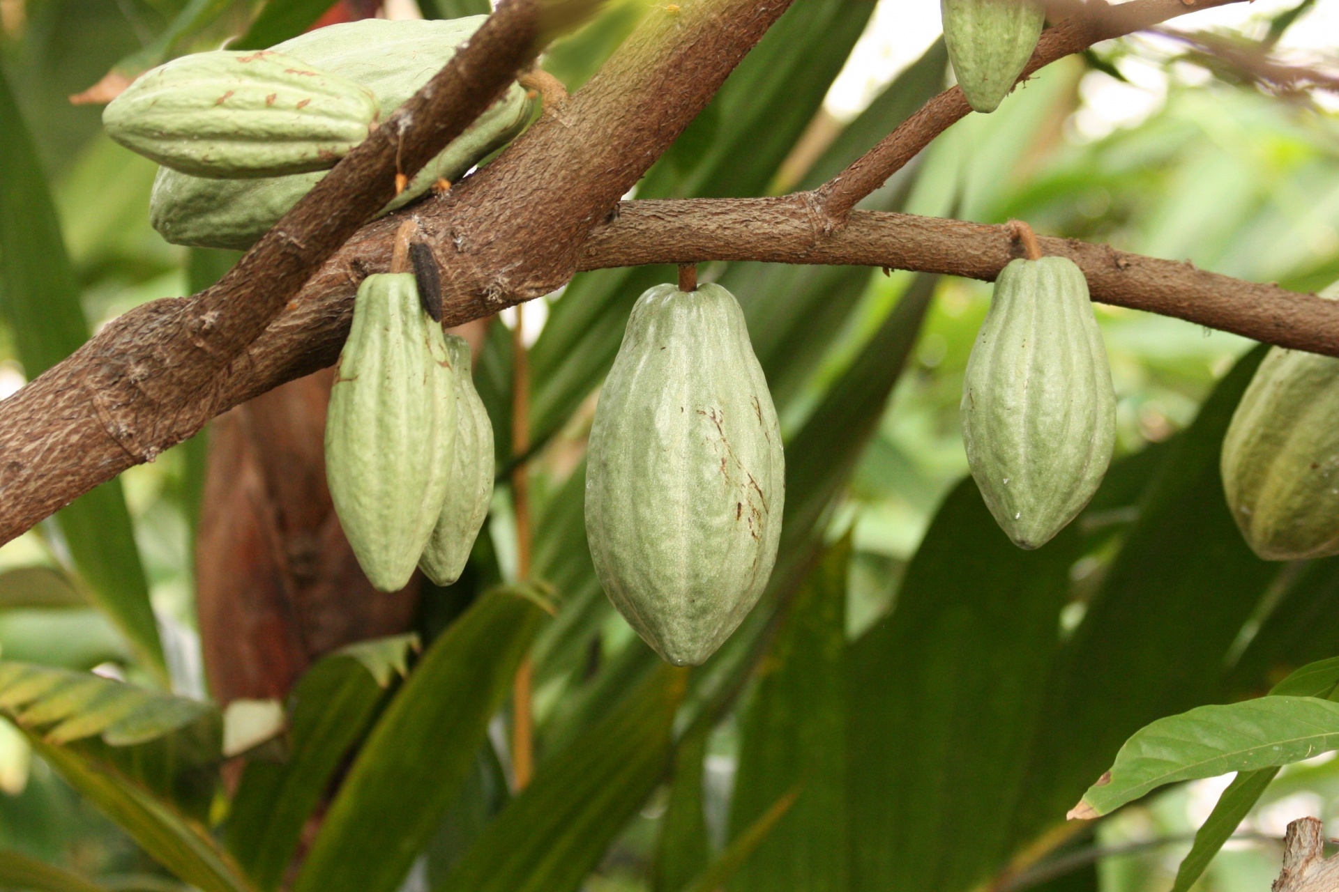 nature,plants,trees,chocolate,chocolate tree,cacao,pods,fruit,seed,close-up...