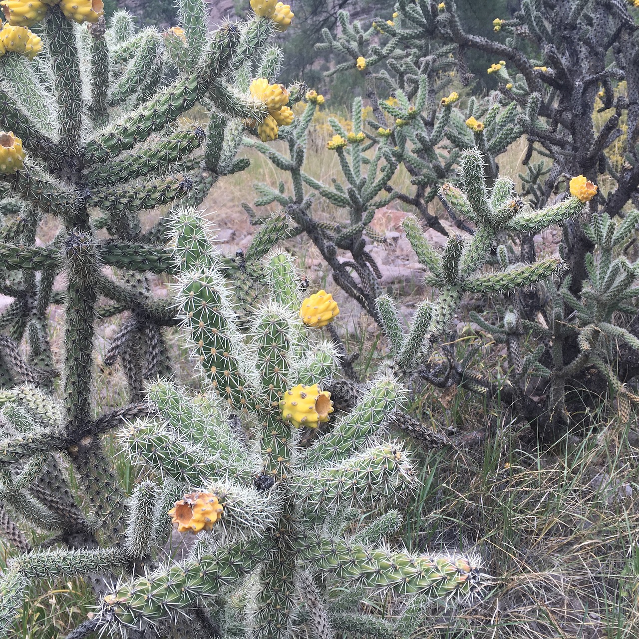 cholla cactus new mexico free photo