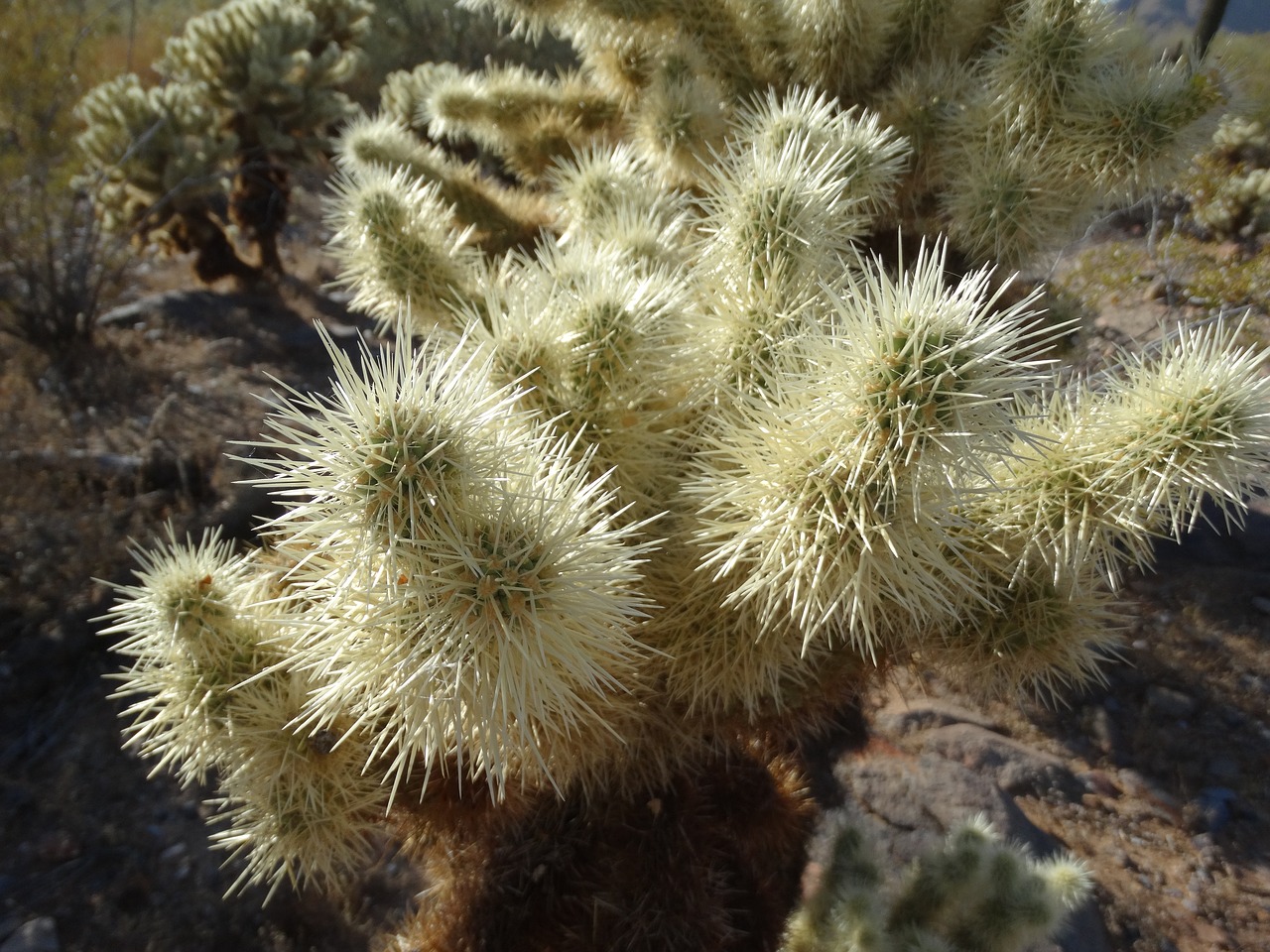 cholla desert cactus free photo